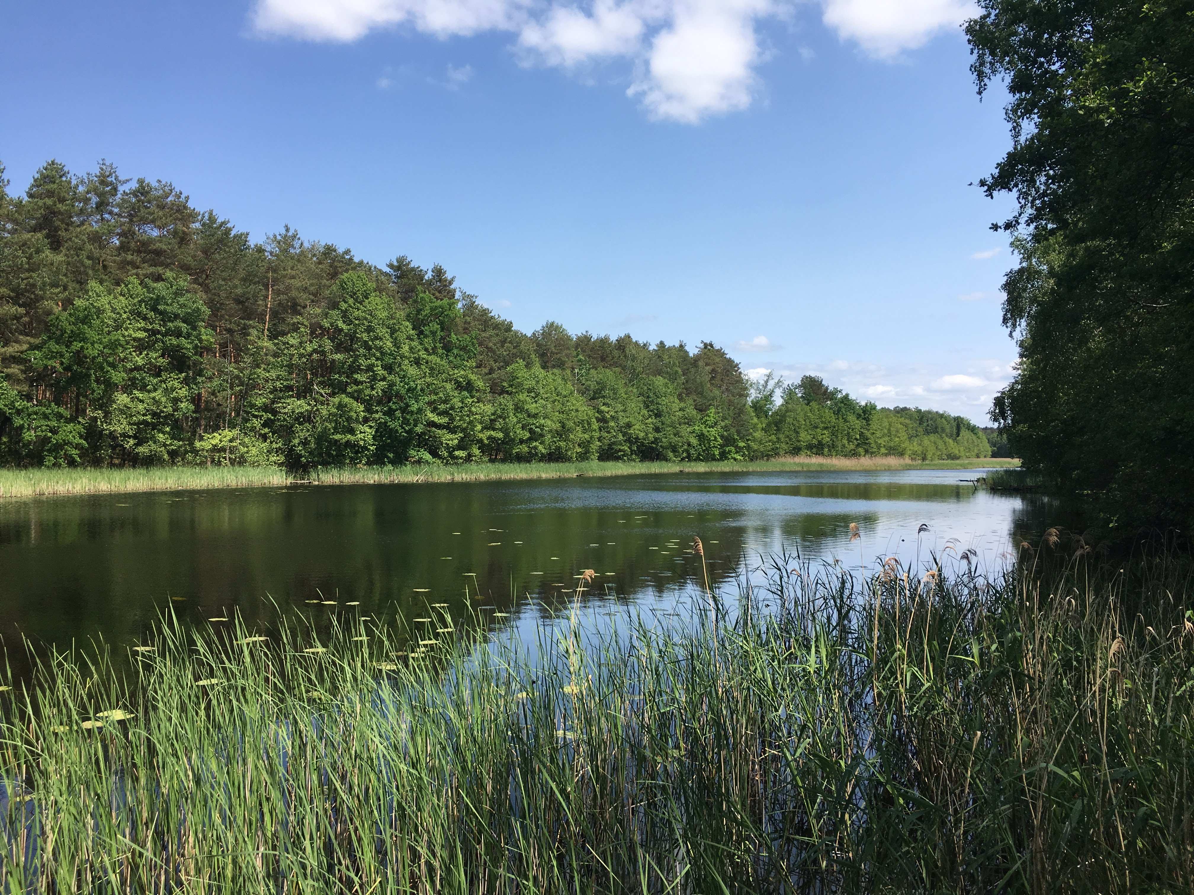Near Zegrzyńskie Lake